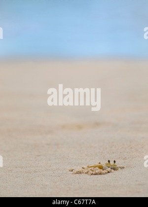 Un crabe fantôme de creuser dans le sable sur une plage tropicale. Banque D'Images