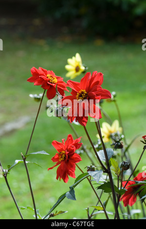 Dahlia 'évêque de Llandaf' Banque D'Images