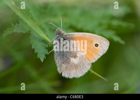 Petit heath (Coenonympha pamphilus) Banque D'Images