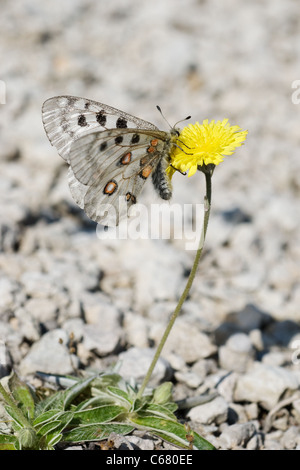 Apollo ou la montagne (Apollo Parnassius apollo) sur fleur jaune Banque D'Images