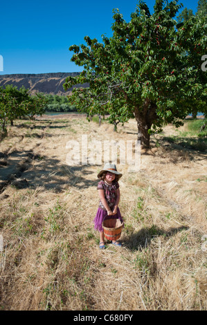 Happy girl picking cerises sur un verger en été Banque D'Images