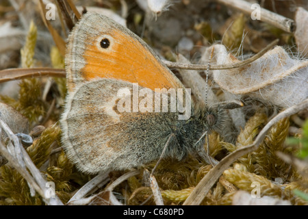 Petit heath (Coenonympha pamphilus) Banque D'Images