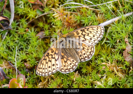 Le bog fritillary ou ocellate bog fritillary (Boloria eunomia) Banque D'Images