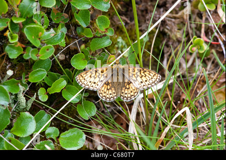 Le bog fritillary ou ocellate bog fritillary (Boloria eunomia) Banque D'Images