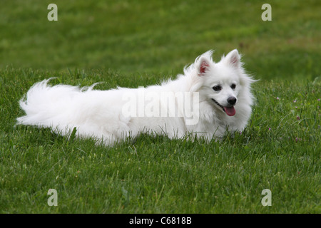 American Eskimo Dog miniature à 16 mois Banque D'Images