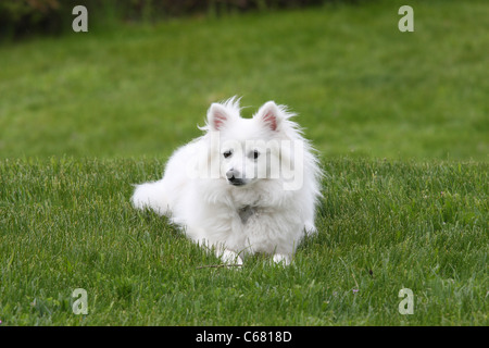 American Eskimo Dog miniature à 16 mois Banque D'Images