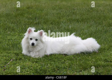 American Eskimo Dog miniature à 16 mois Banque D'Images