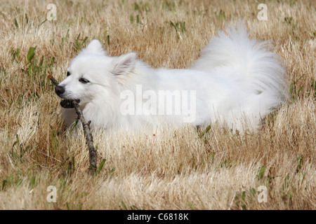 American Eskimo Dog miniature à 18 mois Banque D'Images