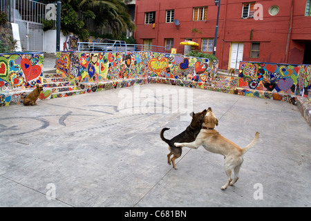 Combats de chiens Valparaiso, Chili Banque D'Images