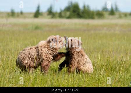 Stock photo de deux oursons d'un an de lutte. Banque D'Images