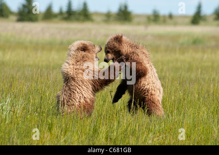 Stock photo de deux oursons d'un an de lutte. Banque D'Images