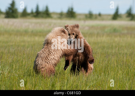 Stock photo de deux oursons d'un an de lutte. Banque D'Images