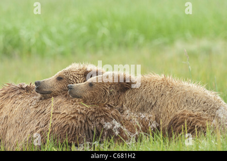 Stock photo de deux oursons en appui sur leur maman après la tétée. Banque D'Images