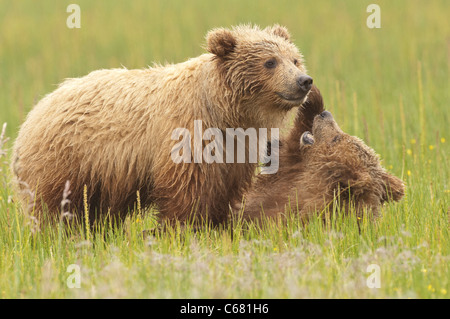 Stock photo de deux oursons d'un an de lutte. Banque D'Images