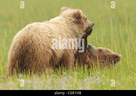 Stock photo de deux oursons d'un an de lutte. Banque D'Images