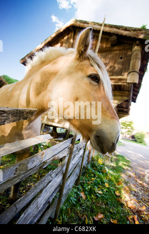 Un close up image d'un cheval en Norvège Banque D'Images