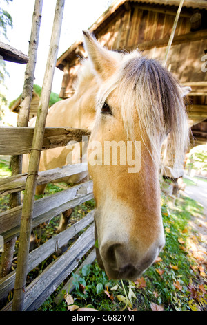 Un close up image d'un cheval en Norvège Banque D'Images