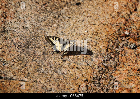 Un papillon du machaon, Papilio zelicaon, bronzer sur un rocher chaud Banque D'Images