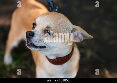 Le chihuahua est la plus petite race de chien et est ainsi nommé pour l'état de Chihuahua au Mexique. Banque D'Images