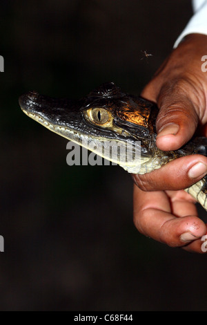 Guide détient un jeune caïman noir (Melanosuchus niger) dans la jungle amazonienne. Banque D'Images