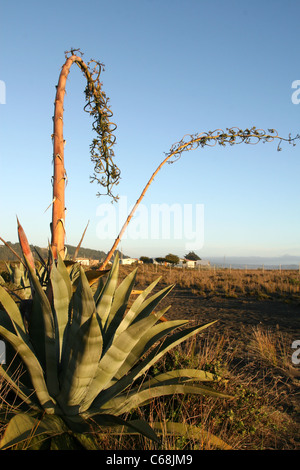 La floraison Century plant (Agave americana) sur Pilicura Beach. Cobquecura, Biobio, Chili, Amérique du Sud Banque D'Images