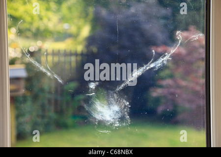 Marque d'oiseaux en forme d'un pigeon ramier Columba palumbus ayant volé dans une fenêtre en verre vu de l'intérieur avec jardin au-delà. Royaume-uni Grande-Bretagne Banque D'Images