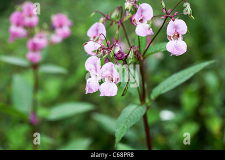 Impatiens glandulifera. Une des plantes non indigènes envahissantes Banque D'Images