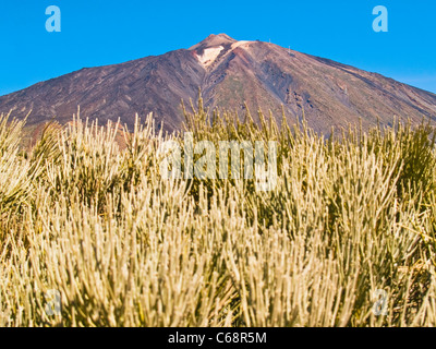 Le Mont Teide dans le parc national de Tenerife, Îles Canaries Espagne Europe Banque D'Images