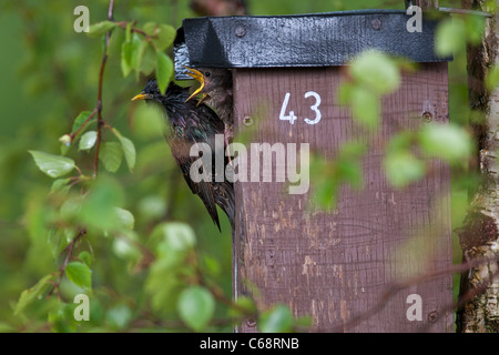 Étourneau sansonnet Sturnus vulgaris, avec les jeunes sur l'étourneau sansonnet house, qui est placé dans un bouleau. Banque D'Images