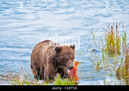Grizzly Bear cub transportant le saumon, Ursus arctos horriblis, Brooks River, Katmai National Park, Alaska, USA Banque D'Images