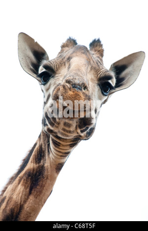 Girafe Rothschild, Kenya, Africa Banque D'Images