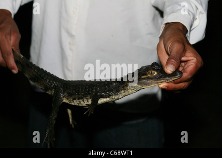Guide détient un jeune caïman noir (Melanosuchus niger), Loreto, le Pérou, Amérique du Sud Banque D'Images