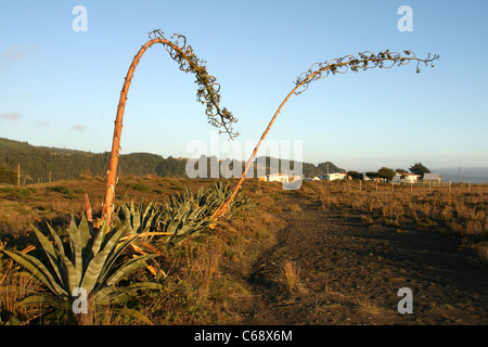 La floraison Century plant (Agave americana) sur Pilicura Beach. Cobquecura, Biobio, Chili, Amérique du Sud Banque D'Images