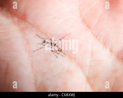 Ce qui reste dans la main après avoir frappé le moustique... Banque D'Images