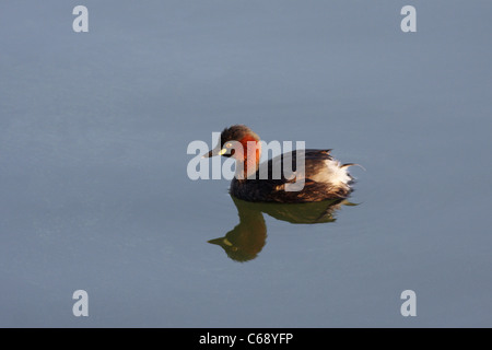 Grèbe castagneux (Tachybaptus ruficollis, homme), au lac Lakhota, Jamnagar, Gujarat Banque D'Images