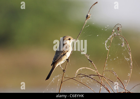 Siberian Stonechat (Saxicola maurus) Femelle à Dasada, Surendranagar, Little Rann de Kutch, Gujarat. Banque D'Images