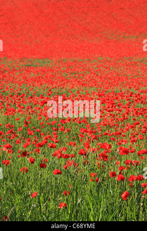 Champ de coquelicots, Blackstone, près de Bewdley, Worcestershire, Angleterre, Europe Banque D'Images