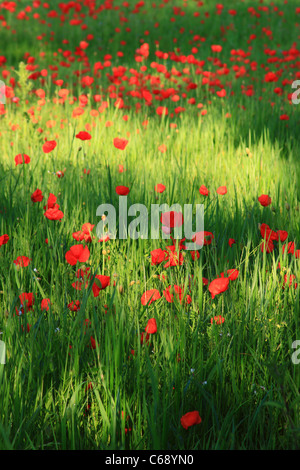 Coquelicots rouges près de Bewdley, Worcestershire, Angleterre, Europe Banque D'Images