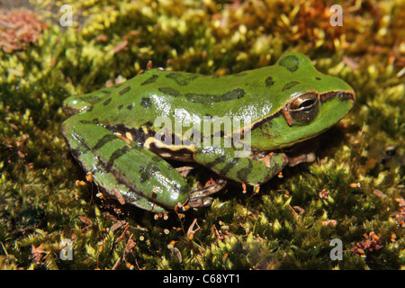 Une grenouille dans Mukurthi National Park, Tamil Nadu Banque D'Images