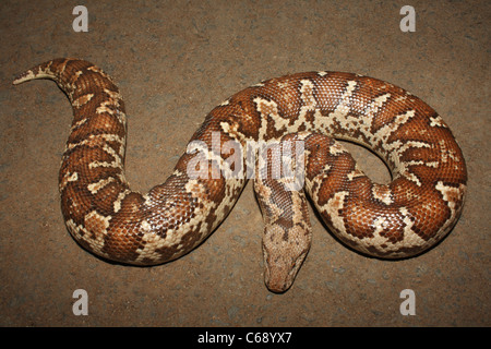 Sable commun BOA. Gongylophis conicus venimeux non commun, Banque D'Images