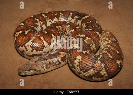 Sable commun BOA. Gongylophis conicus. non venimeux, politique Banque D'Images