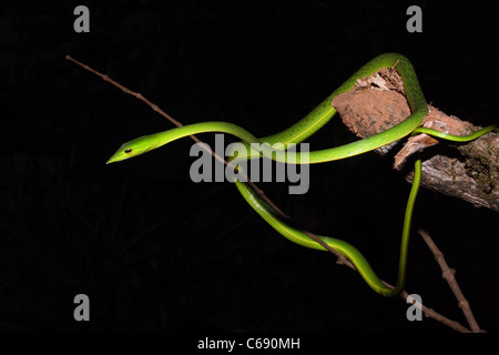 Serpent de vigne commune. Ahaetulla nasutus, venimeux, non commun vert. Amboli, Maharashtra, Inde Banque D'Images