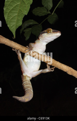 La masse bagués gecko, Geckoella dekkanensis. Aarey Milk Colony, Mumbai, Inde Banque D'Images