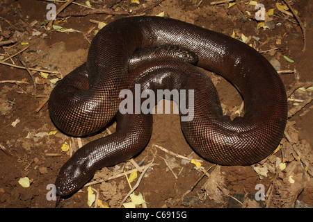 Sable ROUGE BOA. Non johnii Eryx venimeux, politique Banque D'Images