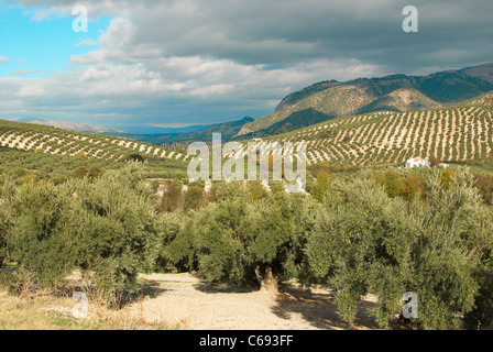 Plantation d'oliviers en large, solitaires paysage andalou Banque D'Images