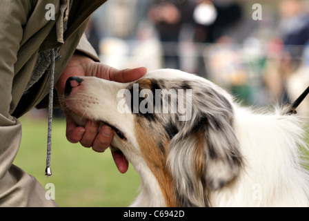 Avec des maîtres de chien les mains sur le championnat. Banque D'Images