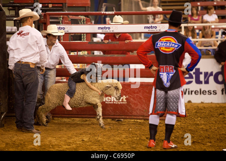 Mutton busting équitation cowgirl un mouton au Championnat Mesquite Rodeo, Texas Banque D'Images