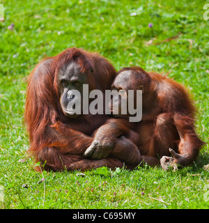 Bébé de sexe féminin et de l'orang-outan de Bornéo au Zoo de Dublin. Banque D'Images