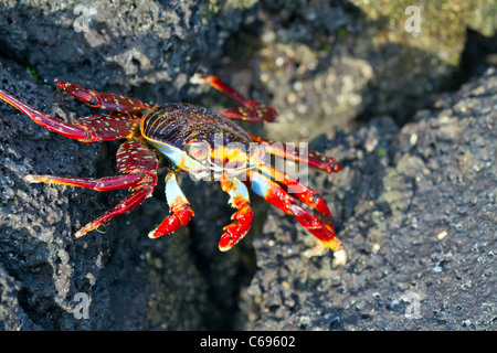 Sally Light pied sur les rochers de crabe à l'île de Floreana, Galapagos Banque D'Images