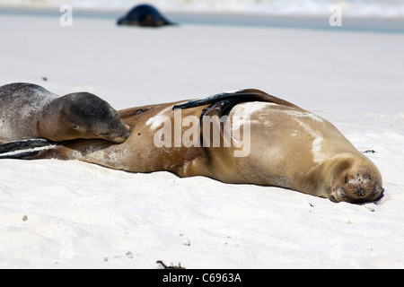 Lion de mer Galapagos femelle nourrir son chiot sur la plage de Gardner Bay, l'île d'Espanola, Galapagos Banque D'Images